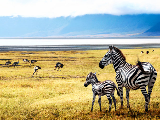 zebra