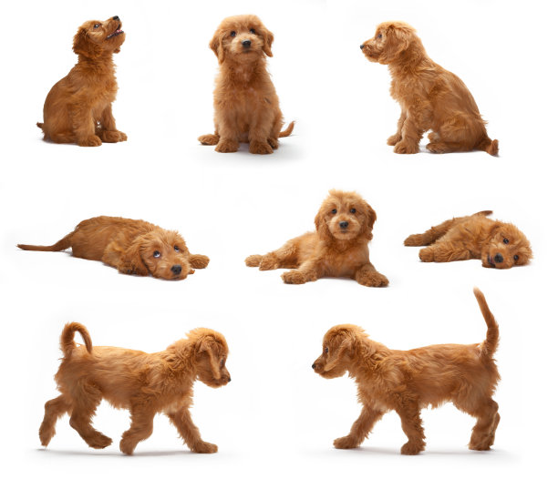puppy