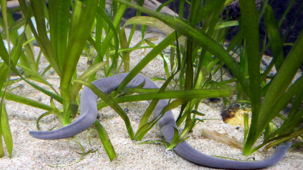 caecilian