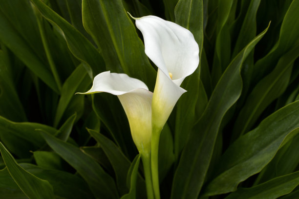 zantedeschia