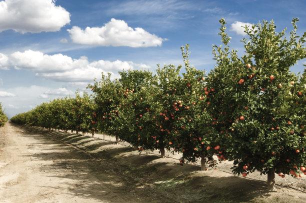orchard