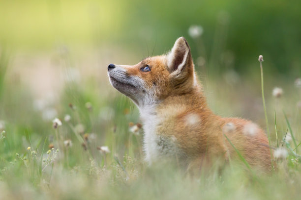wildlife