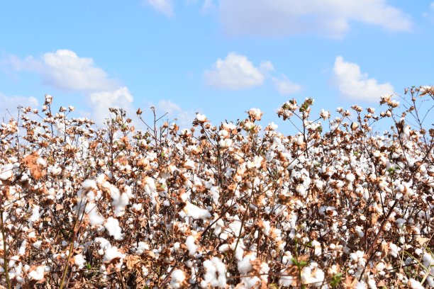 cotton