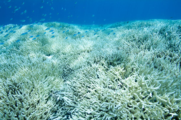 corals