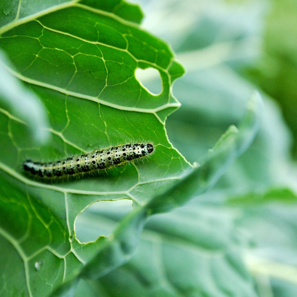 nymph