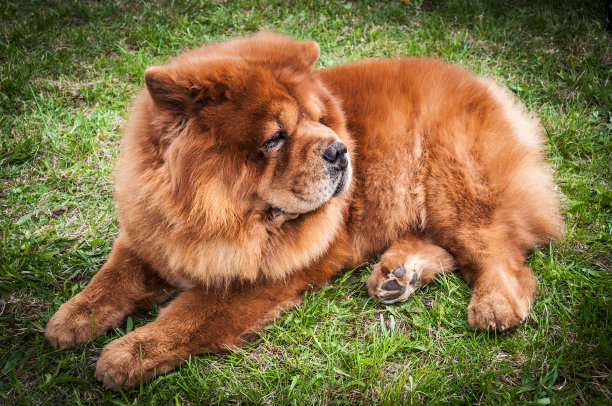 chow