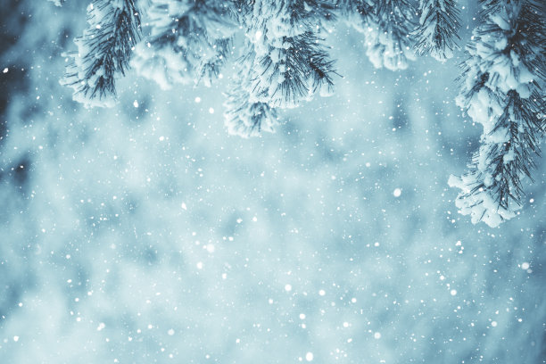 圣诞节冷杉树冬季雪景