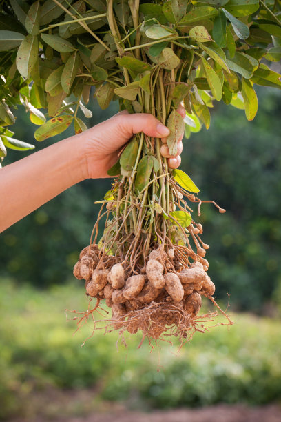 earthnut