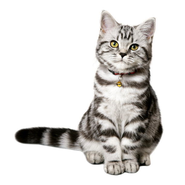 斑纹猫