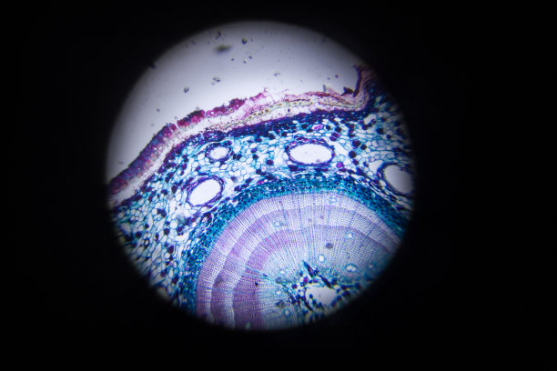 显微镜载玻片