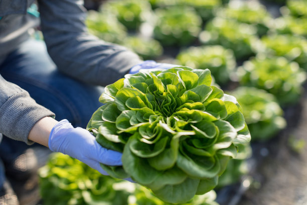 lactuca