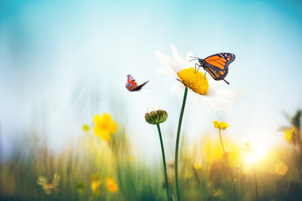 entomology