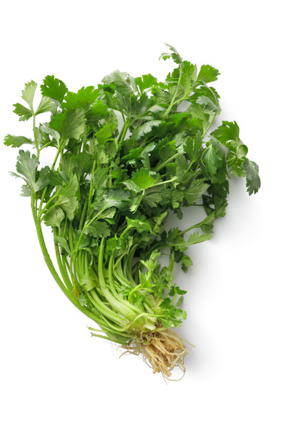 cilantro