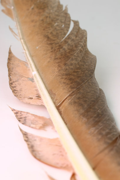 梦想不老毛笔字