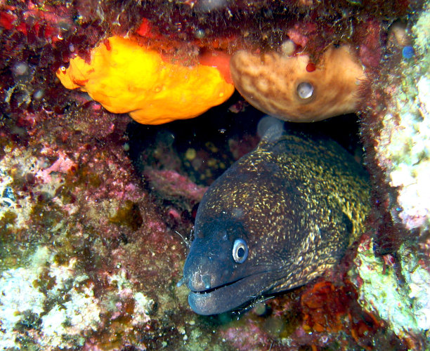moray