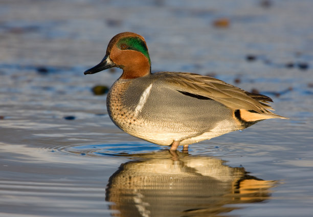 teal