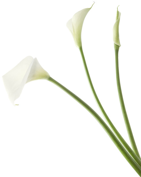 zantedeschia