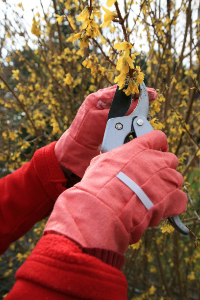 forsythia