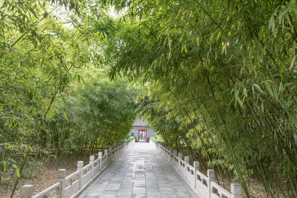 绿竹林竹林围栏