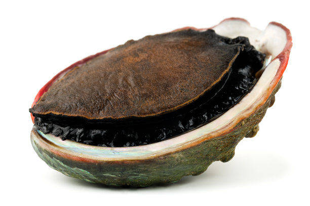 abalone