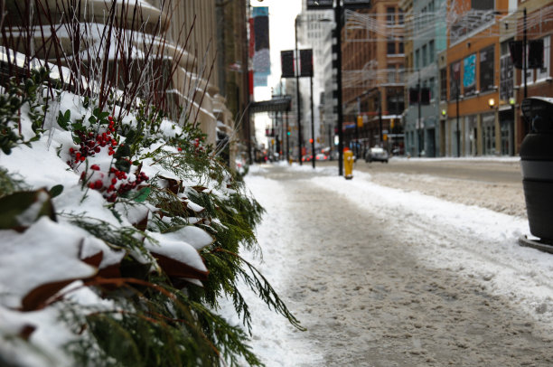 一排被雪覆盖的小汽车与树