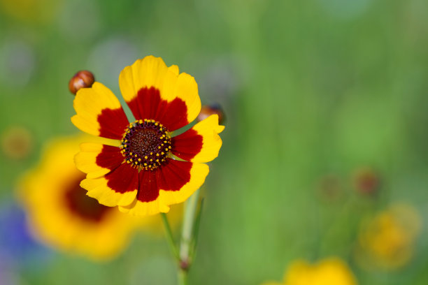 calliopsis