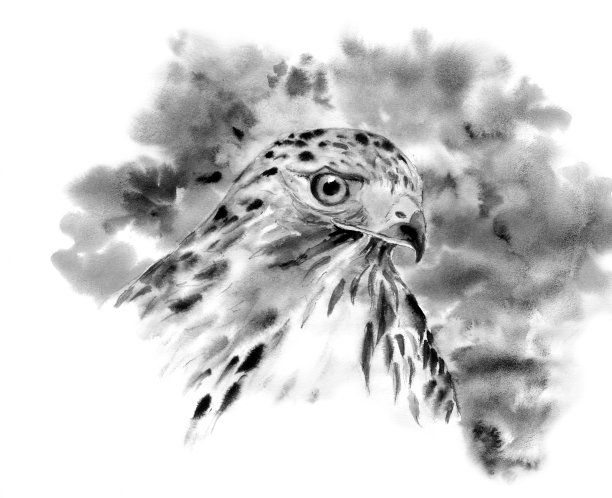 buteo