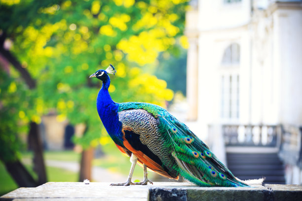 peacock