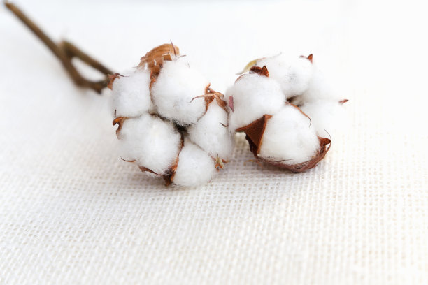 cotton
