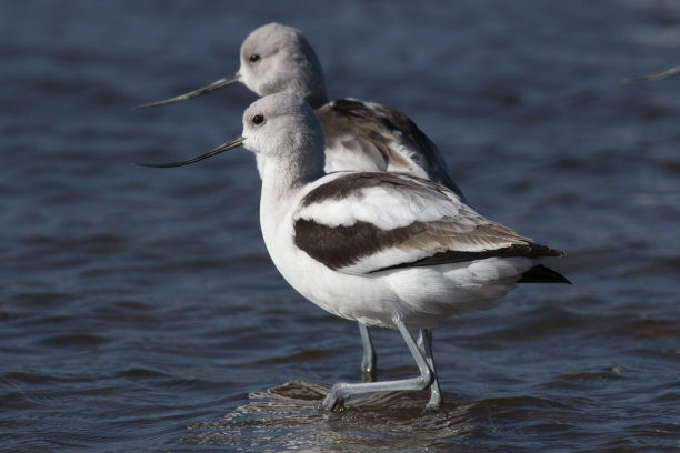 avocet