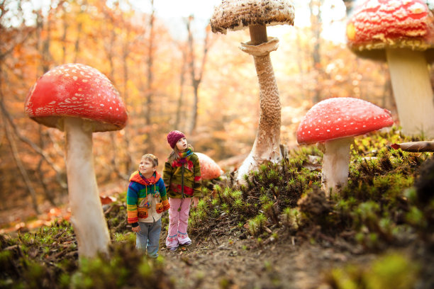 toadstool