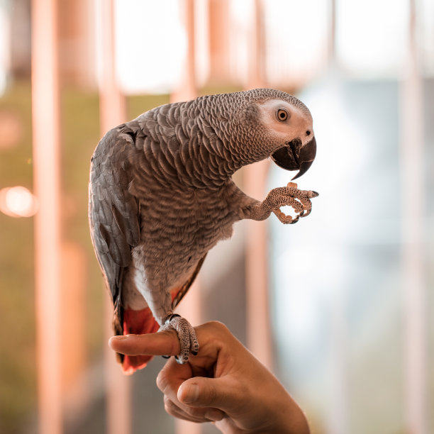 parrots