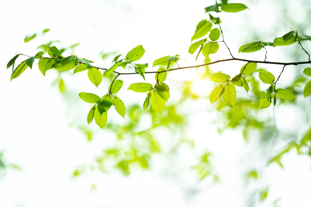 branches