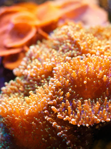corals
