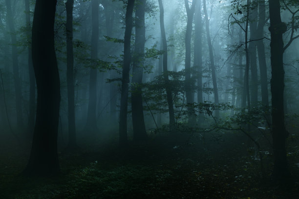 昏暗的树林