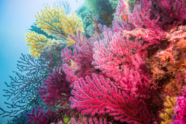 corals