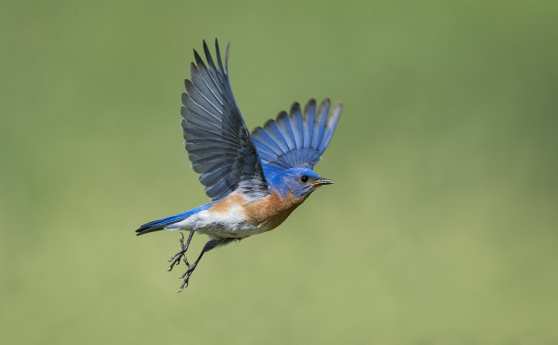 avian