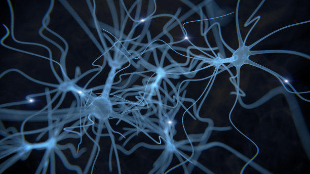 brain