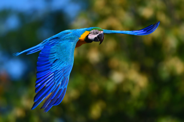 macaws