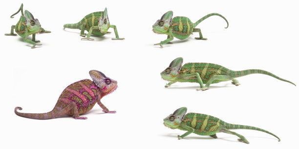 chamaeleon