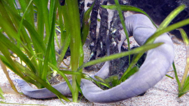 caecilian