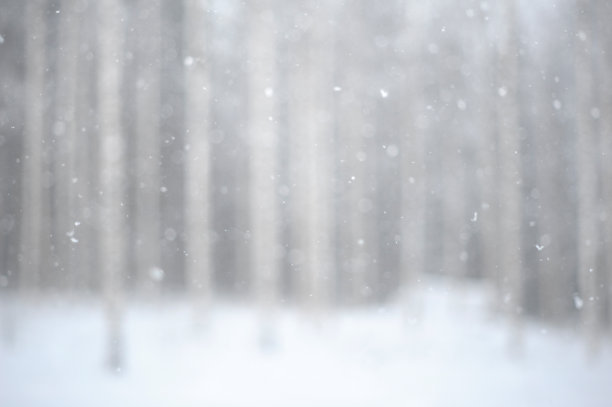 冬季白桦树林白桦树杆雪地