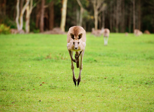 kangaroo