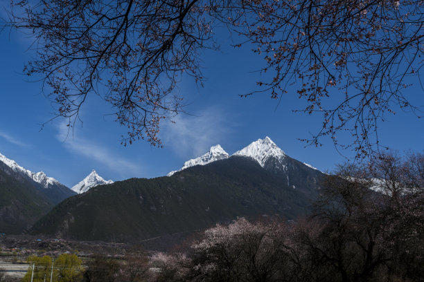 冬季的桃花