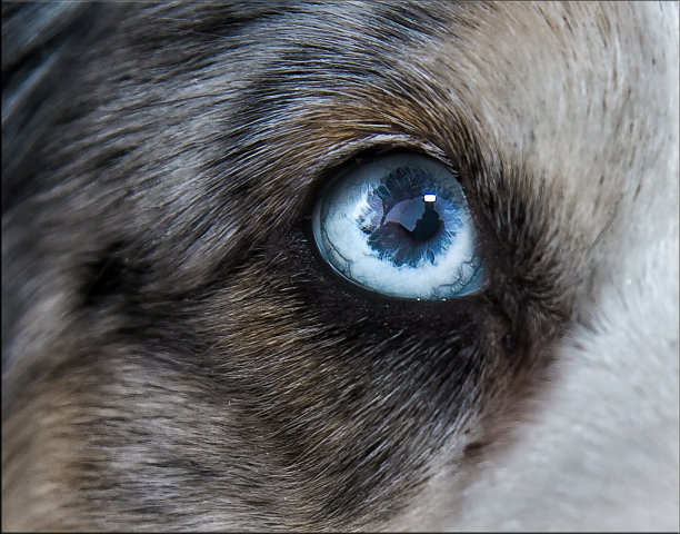 动物眼睛