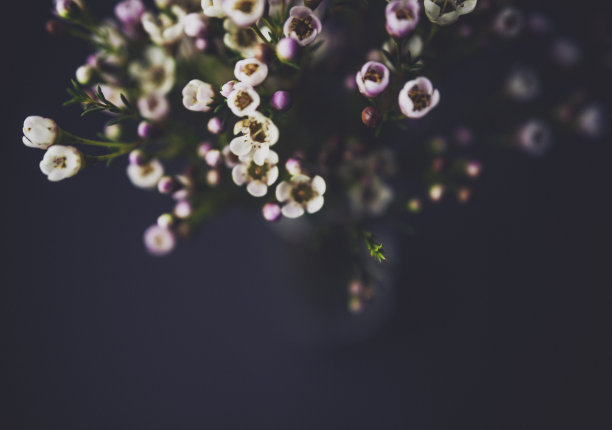 花卉静物摄影