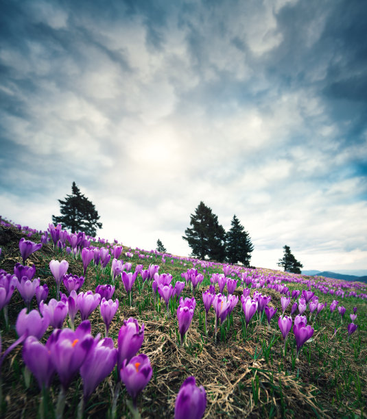 saffron