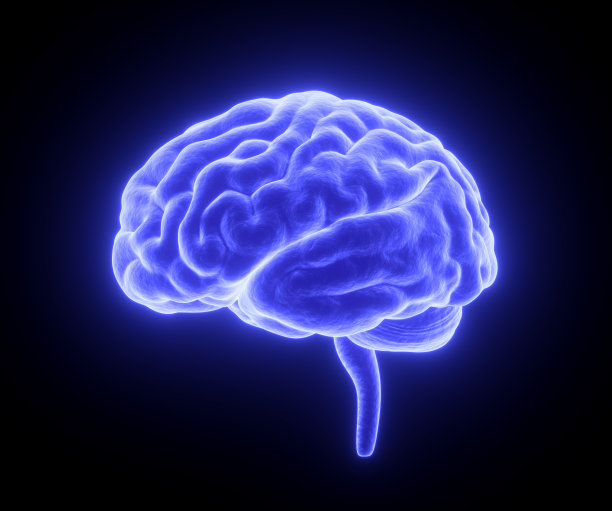 brain