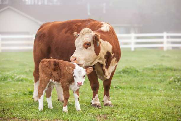 cow