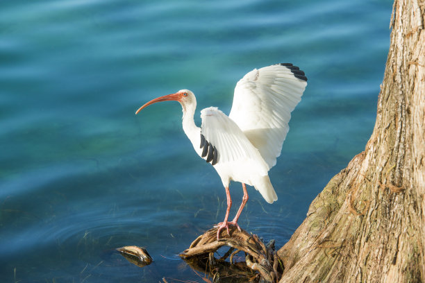ibis